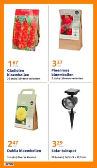 Dahlia bloembollen aanbieding bij Action – geldig van 04.03.2026 t/m 10.03.2026