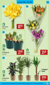 Druifhyacint aanbieding bij Aldi – geldig van 02.02.2026 t/m 08.02.2026