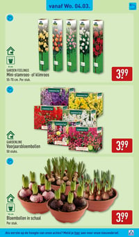 Bloembollen in schaal aanbieding bij Aldi – geldig van 02.03.2026 t/m 08.03.2026