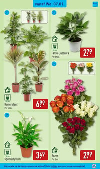 Rozen aanbieding bij Aldi – geldig van 05.01.2025 t/m 11.01.2026