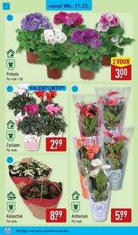 Kalanchoë aanbieding bij Aldi – geldig van 09.02.2026 t/m 15.02.2026