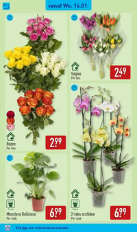 Tulpen aanbieding bij Aldi – geldig van 12.01.2026 t/m 18.01.2026