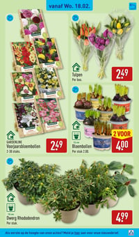 Bloembollen aanbieding bij Aldi – geldig van 18.02.2026 t/m 22.02.2026