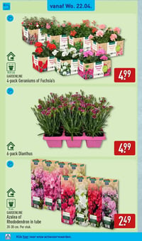 6-pack Dianthus aanbieding bij Aldi – geldig van 20.04.2026 t/m 26.04.2026