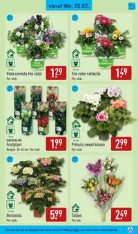 Tulpen aanbieding bij Aldi – geldig van 23.02.2026 t/m 01.03.2026