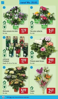 Hortensia aanbieding bij Aldi – geldig van 25.02.2026 t/m 01.03.2026