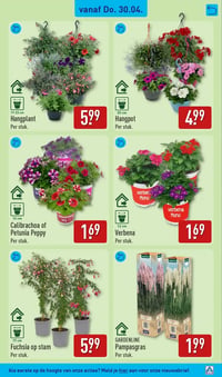 Fuchsia op stam aanbieding bij Aldi – geldig van 27.04.2026 t/m 03.05.2026