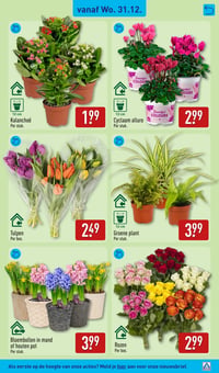 Kalanchoë aanbieding bij Aldi – geldig van 29.12.2025 t/m 04.01.2026