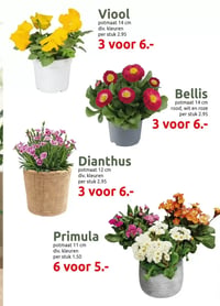 Viool aanbieding bij Deka-tuin – geldig van 02.02.2026 t/m 15.02.2026