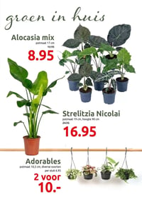 Strelitzia Nicolai aanbieding bij Deka-tuin – geldig van 02.03.2026 t/m 15.03.2026
