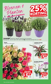 Orchidee Multiflora aanbieding bij Dekamarkt – geldig van 02.06.2026 t/m 08.06.2026