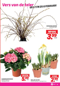 BOLLEN IN POT aanbieding bij Dekamarkt – geldig van 03.02.2026 t/m 09.02.2026