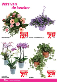 HANGPLANT CAMPANULA* aanbieding bij Dekamarkt – geldig van 07.04.2026 t/m 13.04.2026