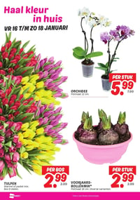 ORCHIDEE aanbieding bij Dekamarkt – geldig van 13.01.2026 t/m 19.01.2026