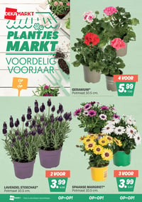 GERANIUM* aanbieding bij Dekamarkt – geldig van 14.04.2026 t/m 20.04.2026