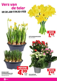 KALANCHOË aanbieding bij Dekamarkt – geldig van 30.01.2026 t/m 01.02.2026