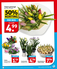 Freesia plant aanbieding bij Hoogvliet – geldig van 23.02.2026 t/m 01.03.2026