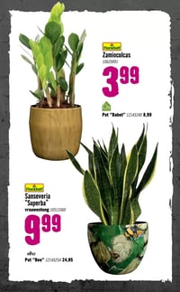 FloraSelf Sanseveria "Superba" vrouwentong aanbieding bij Hornbach – geldig van 05.01.2026 t/m 08.02.2026