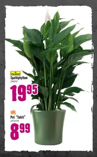 FloraSelf Spathiphyllum aanbieding bij Hornbach – geldig van 05.01.2026 t/m 08.02.2026