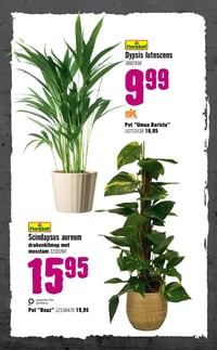 FloraSelf Scindapsus aureum aanbieding bij Hornbach – geldig van 05.01.2026 t/m 08.02.2026
