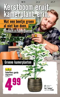 FloraSelf Schefflera gerda aanbieding bij Hornbach – geldig van 05.01.2026 t/m 08.02.2026