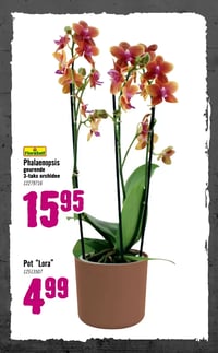 FloraSelf Phalaenopsis geurende 3-taks orchidee aanbieding bij Hornbach – geldig van 05.01.2026 t/m 08.02.2026