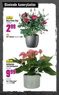 FloraSelf Rosa Party Gigi aanbieding bij Hornbach – geldig van 05.01.2026 t/m 08.02.2026