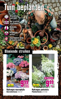 Hydrangea paniculata aanbieding bij Hornbach – geldig van 06.04.2026 t/m 03.05.2026