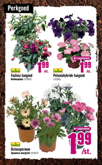 Petuniahybride hangend aanbieding bij Hornbach – geldig van 06.04.2026 t/m 03.05.2026