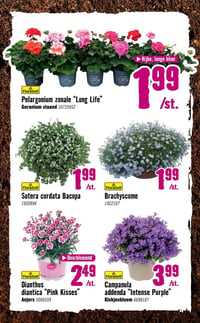 Pelargonium zonale "Long Life" aanbieding bij Hornbach – geldig van 06.04.2026 t/m 03.05.2026