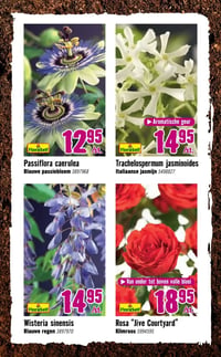 Wisteria sinensis aanbieding bij Hornbach – geldig van 06.04.2026 t/m 03.05.2026