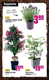 Ficus carica aanbieding bij Hornbach – geldig van 06.04.2026 t/m 03.05.2026