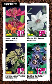 Lonicera heckrottii aanbieding bij Hornbach – geldig van 06.04.2026 t/m 03.05.2026