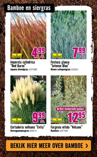 Fargesia nitida "Volcano" aanbieding bij Hornbach – geldig van 06.04.2026 t/m 03.05.2026