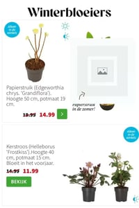 Papierstruik (Edgeworthia chrys. 'Grandiflora'). aanbieding bij Intratuin – geldig van 02.02.2026 t/m 08.02.2026