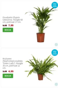 Goudpalm (Dypsis lutescens) aanbieding bij Intratuin – geldig van 02.02.2026 t/m 08.02.2026