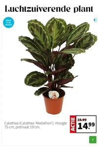 Calathea (Calathea 'Medallion'). Hoogte 75 cm, potmaat 19 cm. aanbieding bij Intratuin – geldig van 02.02.2026 t/m 08.02.2026