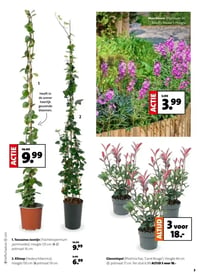 Glansmispel aanbieding bij Intratuin – geldig van 02.03.2026 t/m 08.03.2026