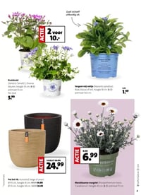 Pot bol rib aanbieding bij Intratuin – geldig van 02.03.2026 t/m 08.03.2026