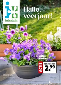 Violen in schaal (Viola) aanbieding bij Intratuin – geldig van 02.03.2026 t/m 08.03.2026
