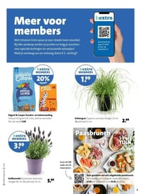 Kuiflavendel (Lavandula stoechas). aanbieding bij Intratuin – geldig van 02.03.2026 t/m 08.03.2026