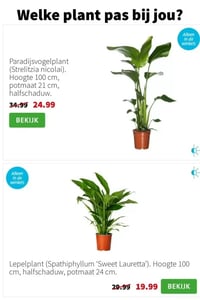 Paradijsvogelplant (Strelitzia nicolai). aanbieding bij Intratuin – geldig van 05.01.2026 t/m 11.01.2026