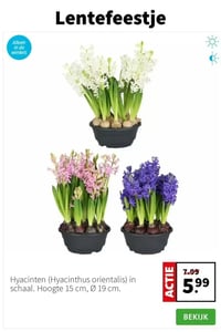 Hyacinten (Hyacinthus orientalis) in schaal. Hoogte 15 cm, Ø 19 cm. aanbieding bij Intratuin – geldig van 05.01.2026 t/m 11.01.2026