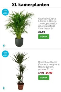 Drakenbloedboom (Dracaena marginata) aanbieding bij Intratuin – geldig van 05.01.2026 t/m 11.01.2026