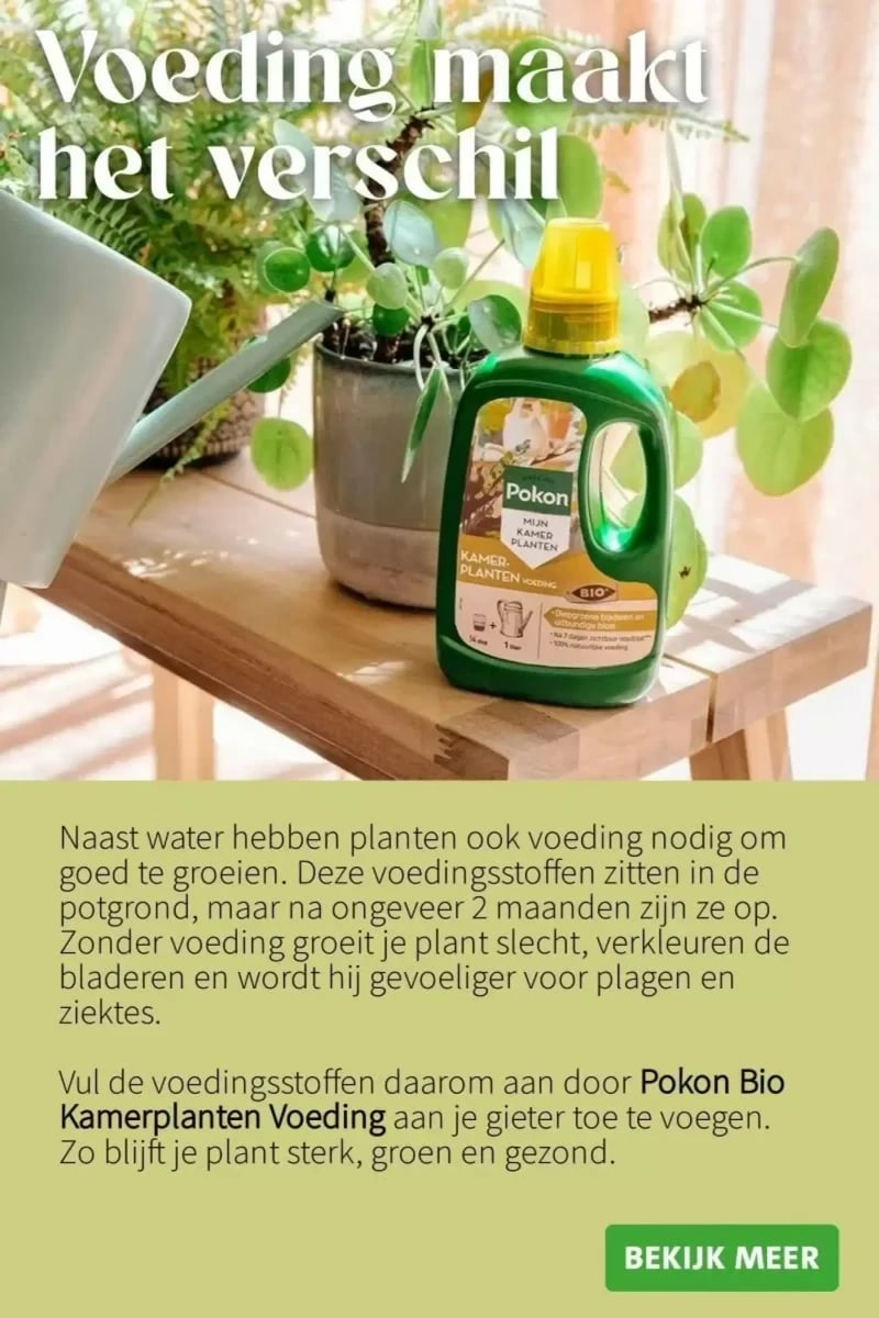 Intratuin folder – pagina 4