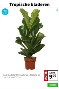 Vioolbladplant (Ficus lyrata) aanbieding bij Intratuin – geldig van 05.01.2026 t/m 11.01.2026