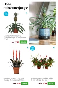 Bromelia. Diverse soorten, hoogte 30 cm, potmaat 10,5 cm. aanbieding bij Intratuin – geldig van 06.04.2026 t/m 12.04.2026