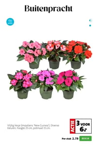 Vlijtig liesje (Impatiens 'New Guinea') aanbieding bij Intratuin – geldig van 06.04.2026 t/m 12.04.2026
