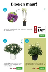 Struikmargriet (Argyranthemum frutescens) aanbieding bij Intratuin – geldig van 06.04.2026 t/m 12.04.2026