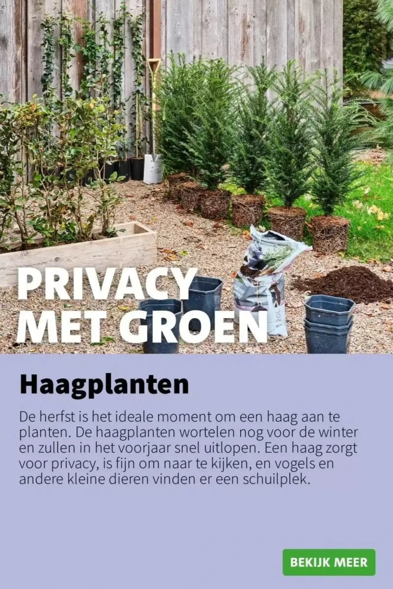 Intratuin folder – pagina 11